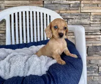 Fawn, a female Miniature Dachshund for sale in Millmont, PA – 2 of 5