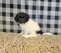 Rosie, a female Coton de Tulear and Poodle - Miniature  for sale in Millmont, PA – 2 of 5