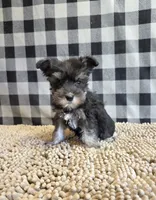 Sally, a female Miniature Schnauzer for sale in Millmont, PA – 6 of 7