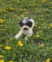 Denver, a male Schnoodle for sale in Millmont, PA – Photo 2 of 9