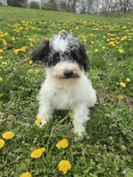 Denver, a male Schnoodle for sale in Millmont, PA – Photo 6 of 9