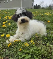 Denver, a male Schnoodle for sale in Millmont, PA – Photo 1 of 9