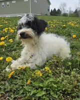 Denver, a male Schnoodle for sale in Millmont, PA – Photo 9 of 9