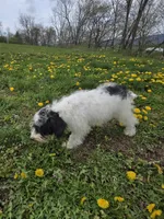 Denver, a male Schnoodle for sale in Millmont, PA – Photo 7 of 9