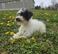 Denver, a male Schnoodle for sale in Millmont, PA – Photo 4 of 9