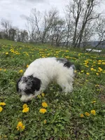 Denver, a male Schnoodle for sale in Millmont, PA – Photo 8 of 9