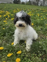 Denver, a male Schnoodle for sale in Millmont, PA – Photo 5 of 9