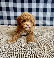 Ned, a male Poodle - Miniature  for sale in Millmont, PA – 8 of 8
