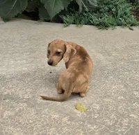 Fawn, a female Miniature Dachshund for sale in Millmont, PA – 5 of 10