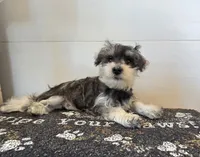Tessie, a female Miniature Schnauzer for sale in Millmont, PA – 1 of 6