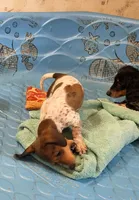 Nellie, a female Miniature Dachshund for sale in Millmont, PA – 2 of 7