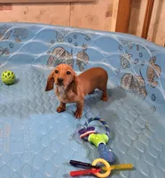 Boyd, a male Miniature Dachshund for sale in Millmont, PA – 5 of 10