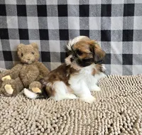 Mac, a male Shih Tzu for sale in Millmont, PA – 3 of 7