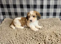 Ben, a male Havachon for sale in Millmont, PA – 7 of 8