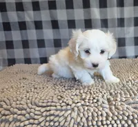 Stuart, a male Bichon Frise and Coton de Tulear for sale in Millmont, PA – 4 of 5