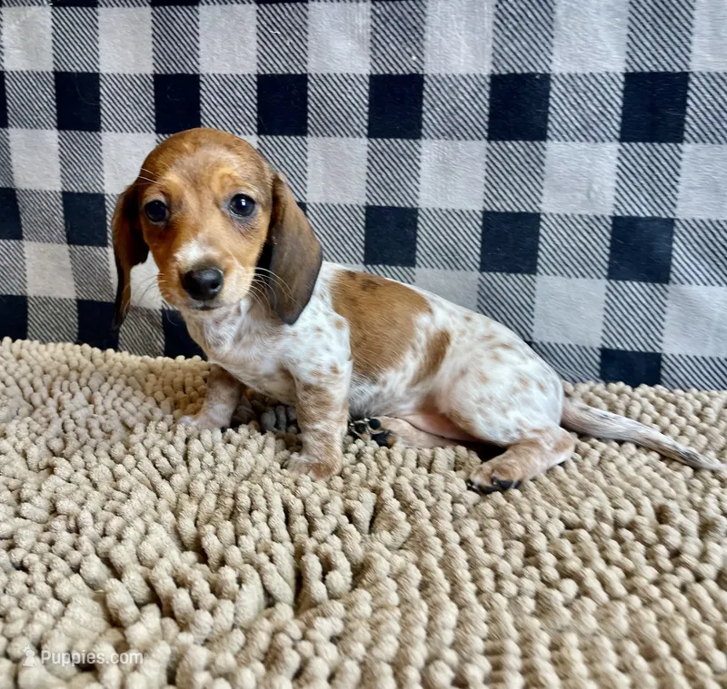 Nellie – Miniature Dachshund puppy for sale in Millmont, PA