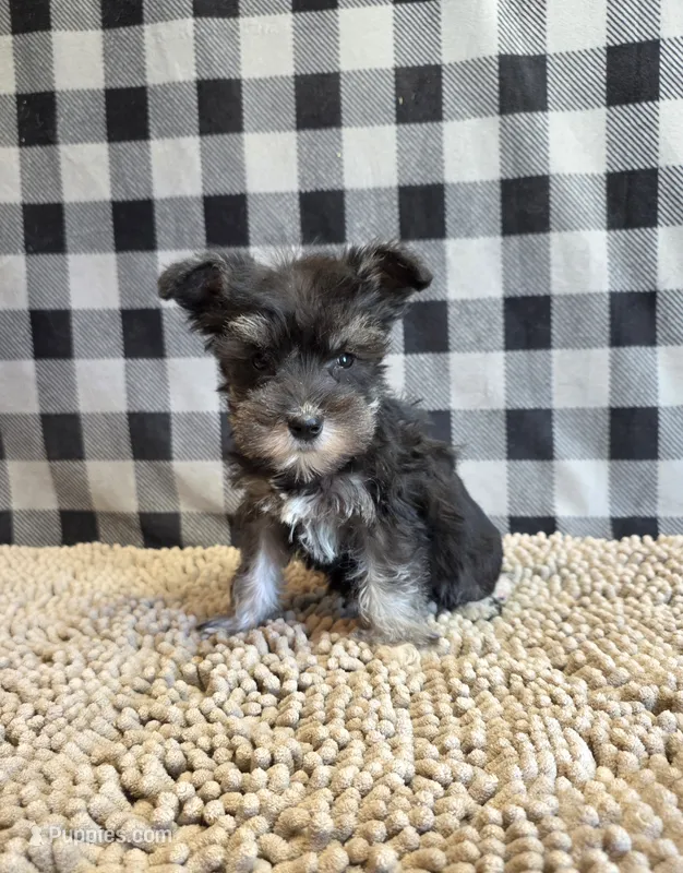 Sally – Miniature Schnauzer puppy for sale in Millmont, PA