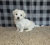Susie, a female Bichon Frise and Coton de Tulear for sale in Millmont, PA – 2 of 6