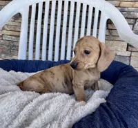 Flora, a female Miniature Dachshund for sale in Millmont, PA – 3 of 6