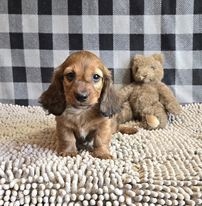 Basil – Miniature Dachshund puppy for sale in Millmont, PA