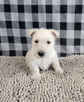 Ollie, a male Scottish Terrier for sale in Millmont, PA – Photo 2 of 6