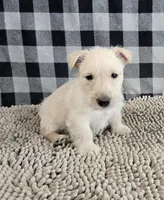 Ollie, a male Scottish Terrier for sale in Millmont, PA – Photo 6 of 6