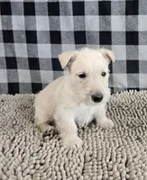 Ollie, a male Scottish Terrier for sale in Millmont, PA – Photo 4 of 6