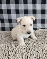 Ollie, a male Scottish Terrier for sale in Millmont, PA – Photo 5 of 6