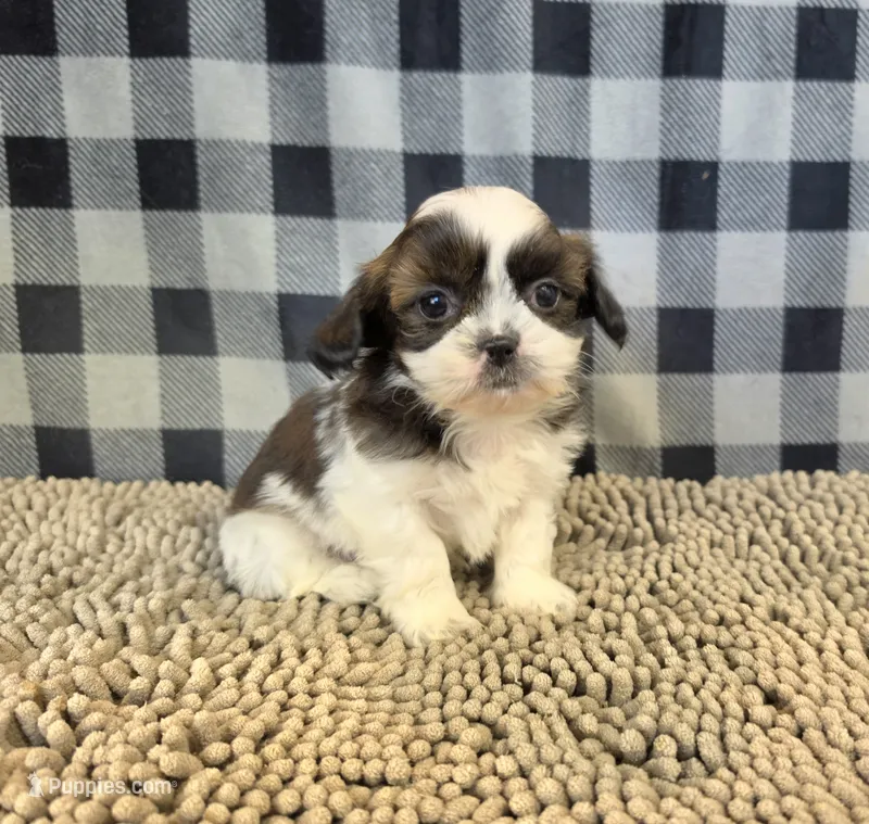 Aaron – Shih Tzu puppy for sale in Millmont, PA