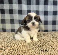 Aaron, a male Shih Tzu for sale in Millmont, PA – 1 of 4