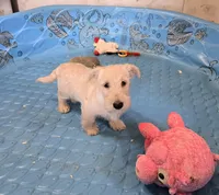 Scamp, a male Scottish Terrier for sale in Millmont, PA – 5 of 9