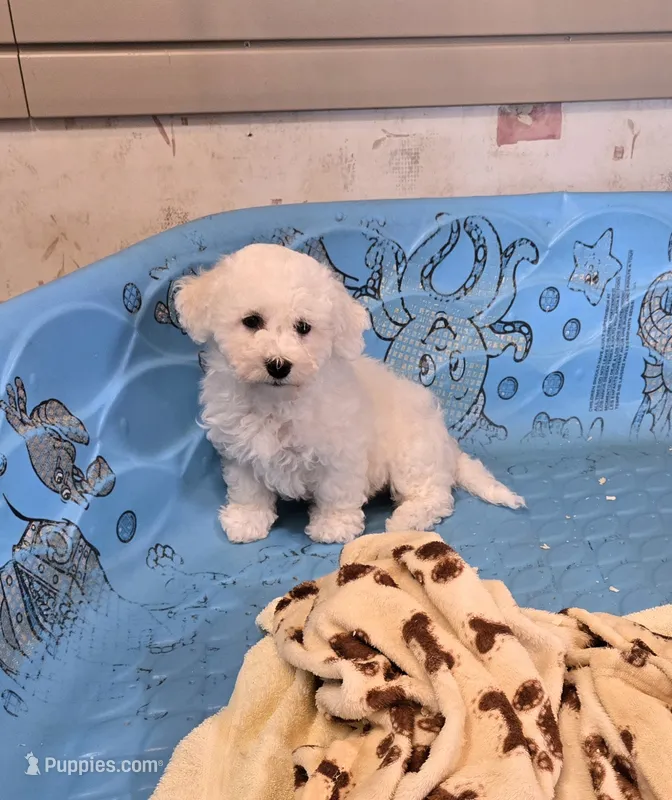 Benji – Bichon Frise puppy for sale in Millmont, PA