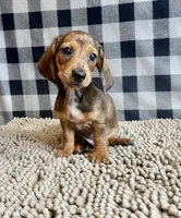 Noah, a male Miniature Dachshund for sale in Millmont, PA – 1 of 6