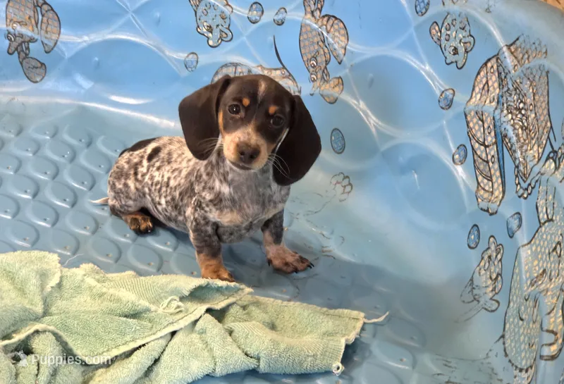 Nettie – Miniature Dachshund puppy for sale in Millmont, PA