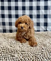 Nancy, a female Poodle - Miniature  for sale in Millmont, PA – 3 of 6