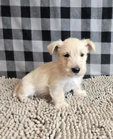 Scamp, a male Scottish Terrier for sale in Millmont, PA – Photo 4 of 5