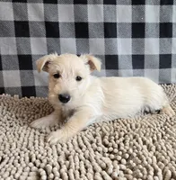 Scamp, a male Scottish Terrier for sale in Millmont, PA – Photo 3 of 5