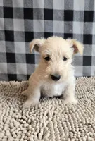 Scamp, a male Scottish Terrier for sale in Millmont, PA – Photo 5 of 5