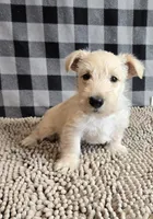 Scamp, a male Scottish Terrier for sale in Millmont, PA – Photo 2 of 5