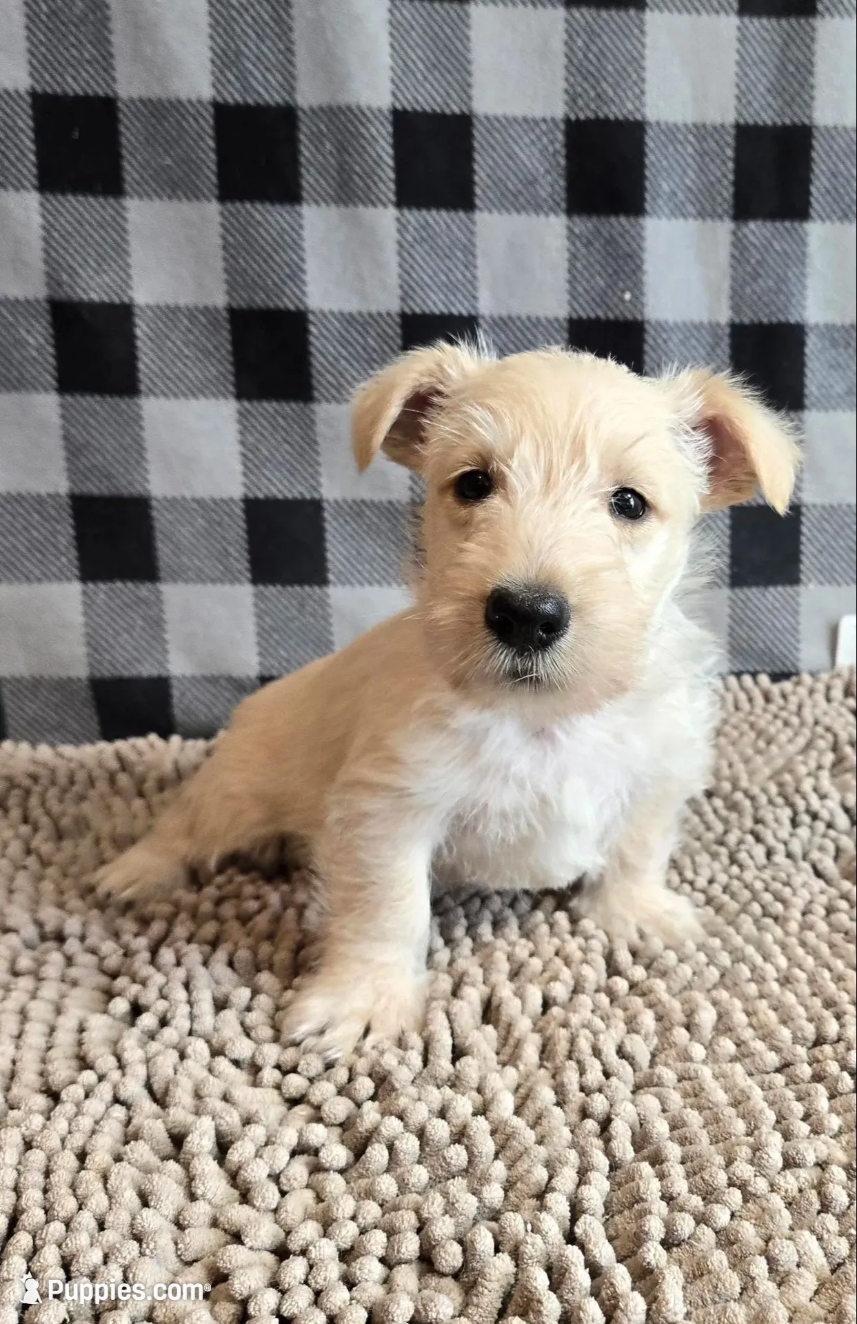 Scamp, a male Scottish Terrier for sale in Millmont, PA – 6 of 9