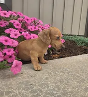 Fawn, a female Miniature Dachshund for sale in Millmont, PA – 3 of 10