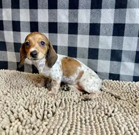 Nellie, a female Miniature Dachshund for sale in Millmont, PA – 3 of 7