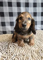 Tanner, a male Miniature Dachshund for sale in Millmont, PA – 4 of 5