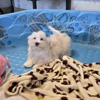 Josh, a male Havanese for sale in Millmont, PA – Photo 2 of 6