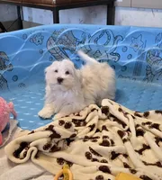 Josh, a male Havanese for sale in Millmont, PA – Photo 2 of 6