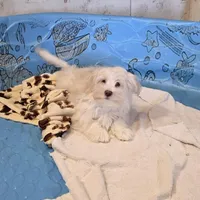 Josh, a male Havanese for sale in Millmont, PA – Photo 5 of 6