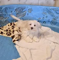 Josh, a male Havanese for sale in Millmont, PA – Photo 5 of 6