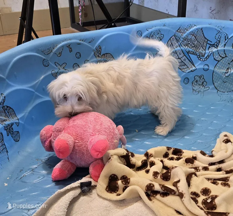Josh, a male Havanese for sale in Millmont, PA – Photo 1 of 6
