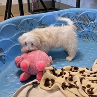 Josh, a male Havanese for sale in Millmont, PA – Photo 1 of 6