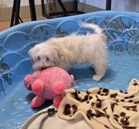 Josh, a male Havanese for sale in Millmont, PA – Photo 1 of 6